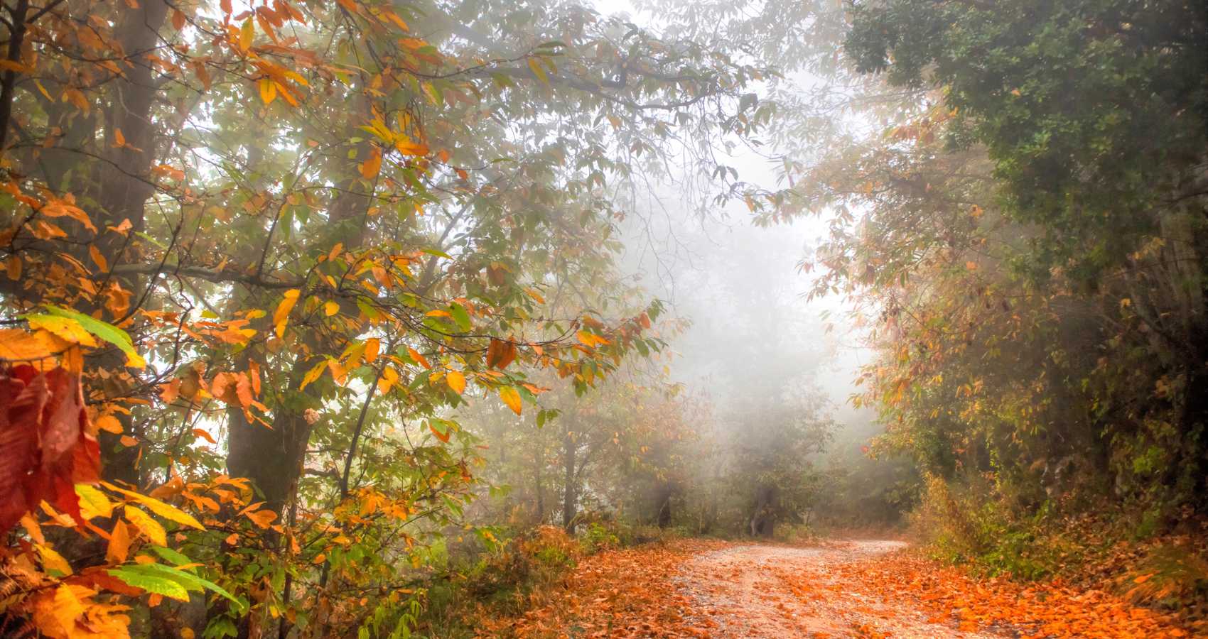 My Forest, poetry by Simona Prilogan at Spillwords.com