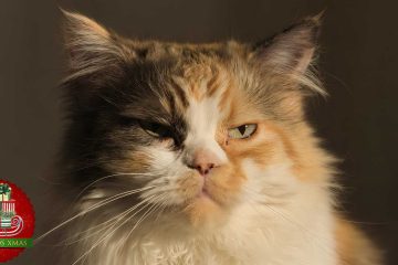 Where Could She Be? a short story by Gabriella Balcom at Spillwords.com