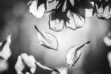 For Rene, flash fiction by Lade at Spillwords.com