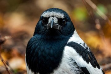 Hardboiled are the Coldest of Mornings, poetry by Christian Ward at Spillwords.com