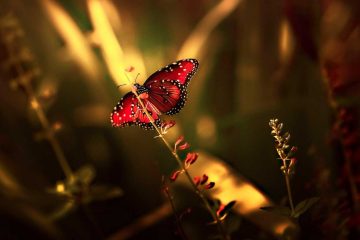 How to Be a Butterfly, poetry by Elena Francesca at Spillwords.com