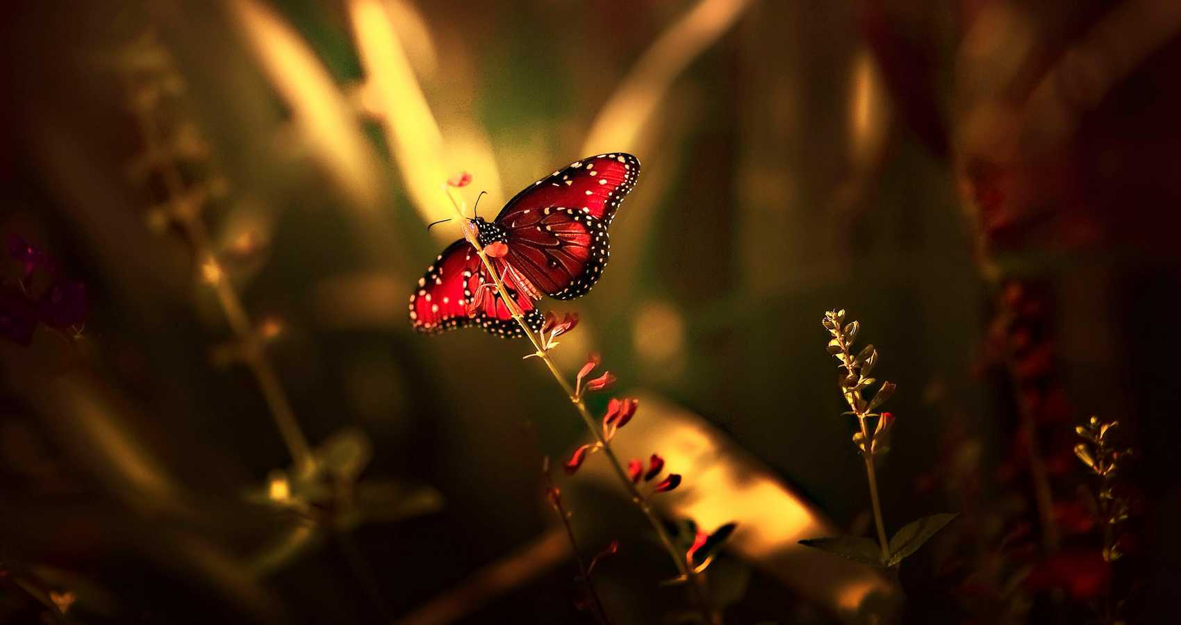 How to Be a Butterfly, poetry by Elena Francesca at Spillwords.com