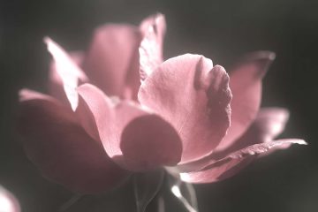 Lament, a poem by Jan Niebrzydowski at Spillwords.com