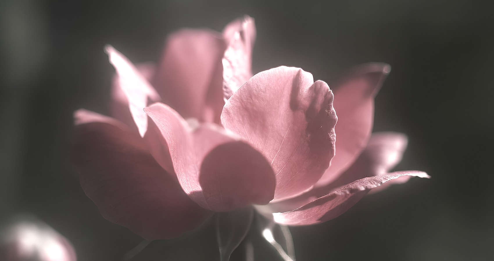 Lament, a poem by Jan Niebrzydowski at Spillwords.com