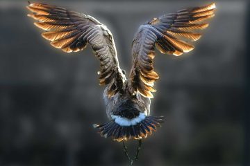 Moment In Flight, a poem by Clay Miller at Spillwords.com