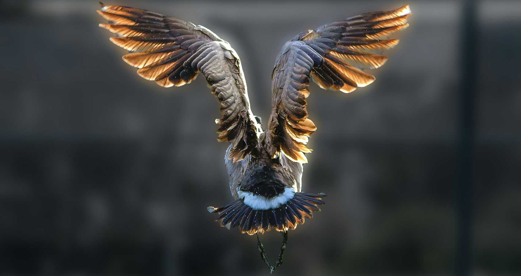 Moment In Flight, a poem by Clay Miller at Spillwords.com