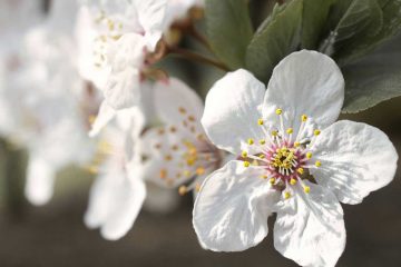 Plum Blossoms, a haiku by M. R. Defibaugh at Spillwords.com