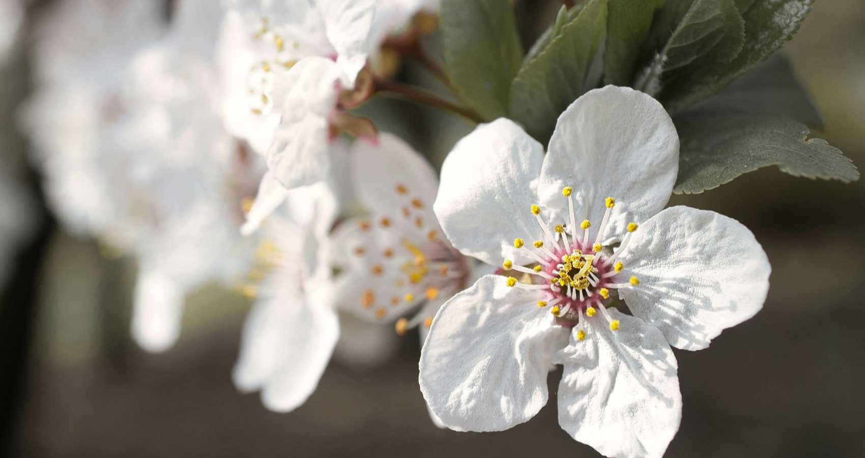 Plum Blossoms, a haiku by M. R. Defibaugh at Spillwords.com