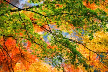 Show-Off Season, a haiku by Kanwar P. S. Plaha at Spillwords.com