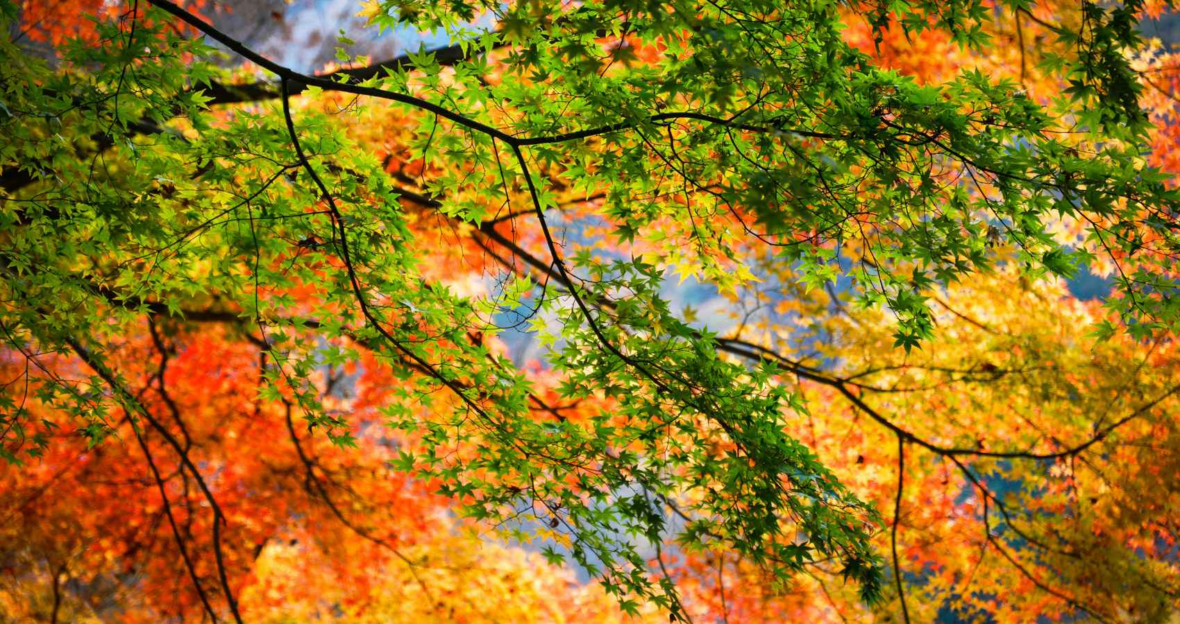 Show-Off Season, a haiku by Kanwar P. S. Plaha at Spillwords.com