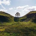 Sycamore Gap, poetry by Anthony John Ward at Spillwords.com