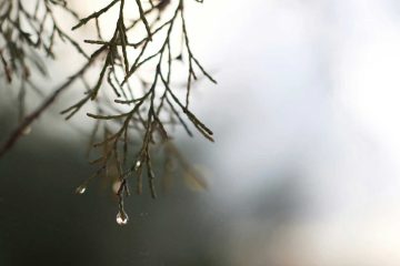 Tears in the Lines, a poem by Aileen D. Tacbalan at Spillwords.com
