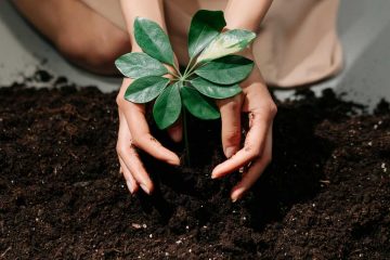 The Forgotten Connection, an article by Maria DeRosa at Spillwords.com