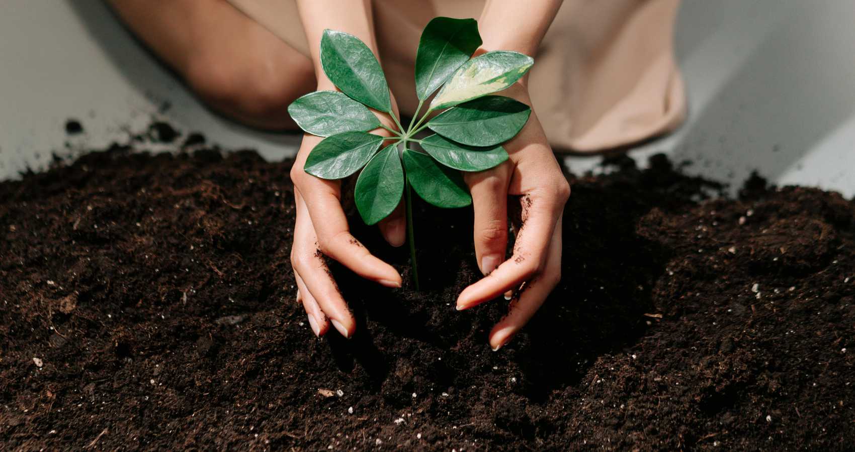 The Forgotten Connection, an article by Maria DeRosa at Spillwords.com