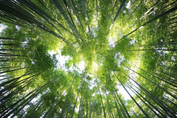 Therapeutic Woods, a tanka by Katherine E Winnick at Spillwords.com