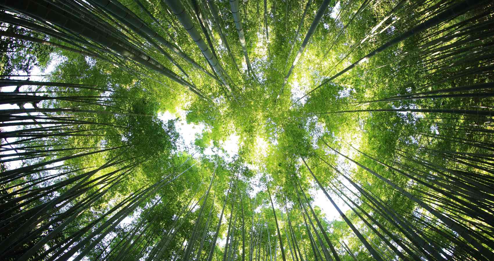 Therapeutic Woods, a tanka by Katherine E Winnick at Spillwords.com