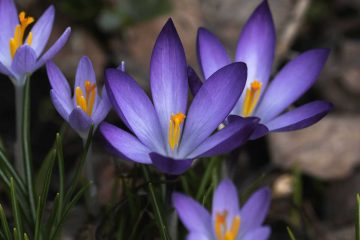 What's Left, a poem by Jenny Middleton at Spillwords.com