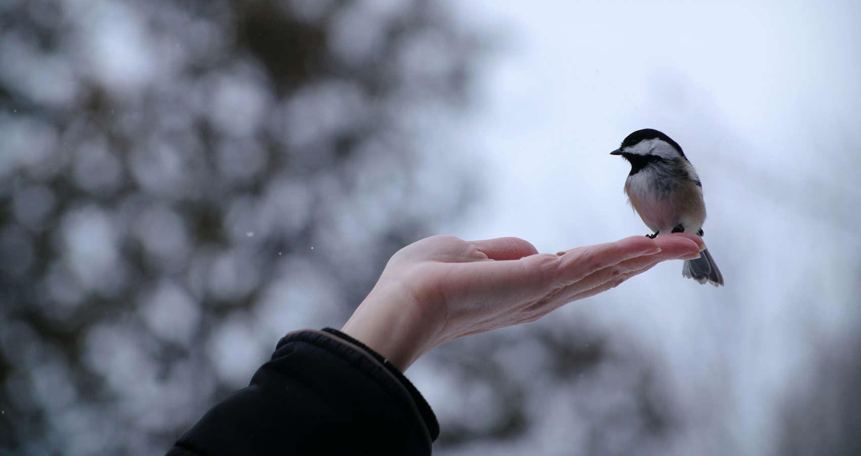 A Winter Walk, a poem by Linda Marie Hilton at Spillwords.com