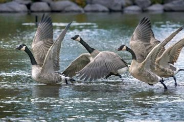 From My Balcony, flash fiction by Anna Kinkead at Spillwords.com