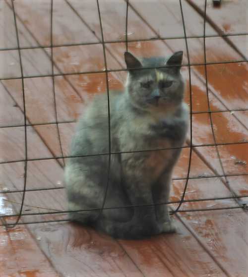 Mama Moseley “I never asked for much.”, a short story by Stephen Michael Berberich at Spillwords.com