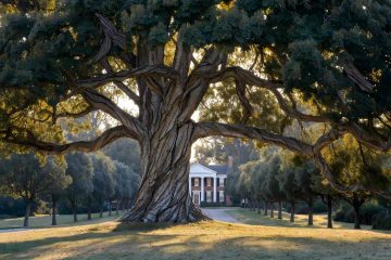 Ms. Pitty-Pat's Finishing School, flash fiction by Lisa H. Owens at Spillwords.com