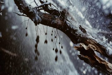 November, a poem by Macabea at Spillwords.com