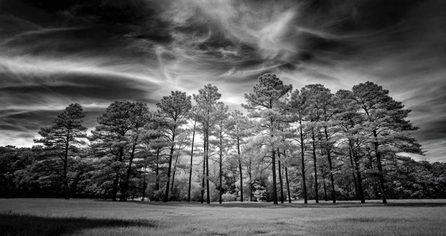 Pine Painting, micropoetry by Willy Conley at Spillwords.com