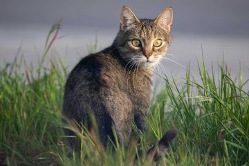 Return to Nature, poetry by Mayumi Yamamoto at Spillwords.com