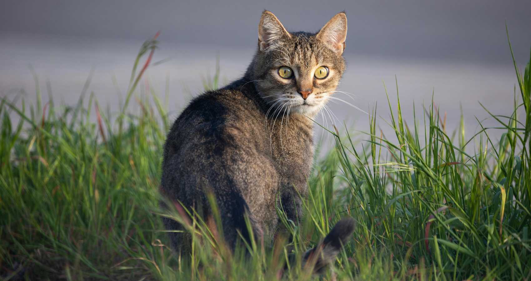 Return to Nature, poetry by Mayumi Yamamoto at Spillwords.com