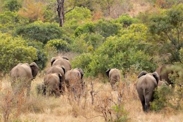 Sana, a short story by Justine Engelbrecht at Spillwords.com