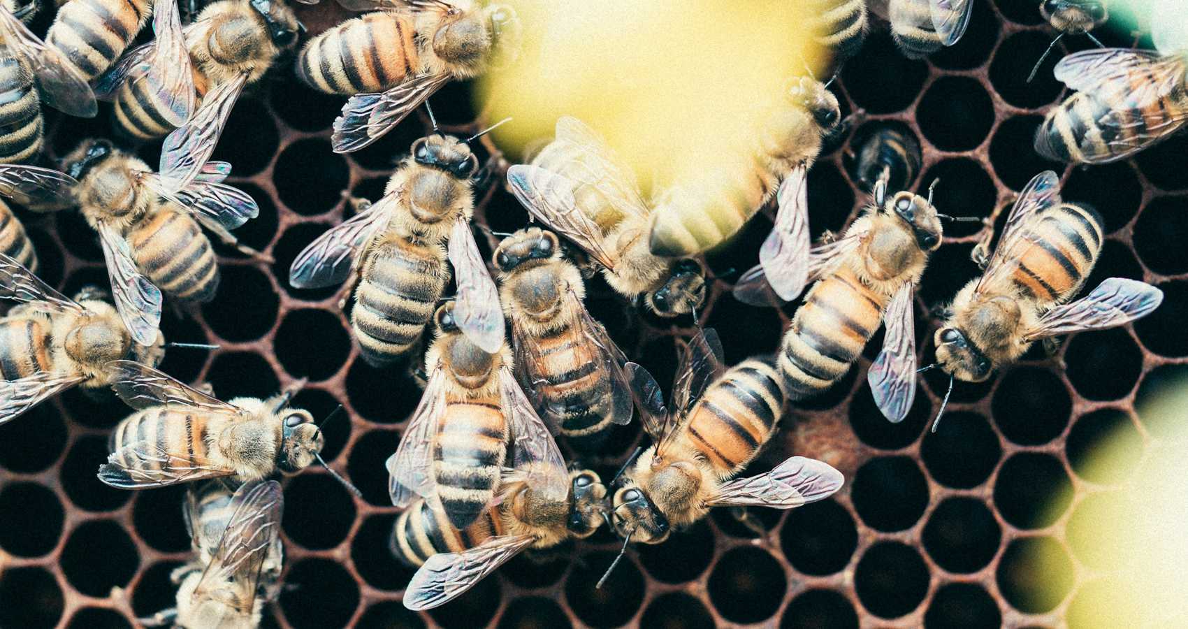 The Hive, poetry by Roni Blooms at Spillwords.com