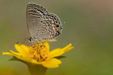 What More Could I Crave, a poem by Grażyna Misiaszek at Spillwords.com