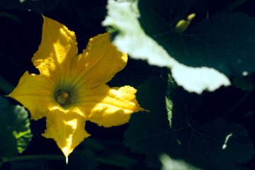 Backyard Classroom, essay by Nancy Jageman at Spillwords.com