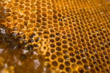 Bee's Gold, a poem by Brandon Curry at Spillwords.com