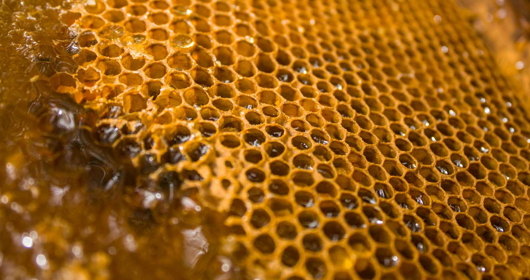 Bee's Gold, a poem by Brandon Curry at Spillwords.com