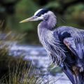 Blue Heron, a poem by Charlie Bottle at Spillwords.com