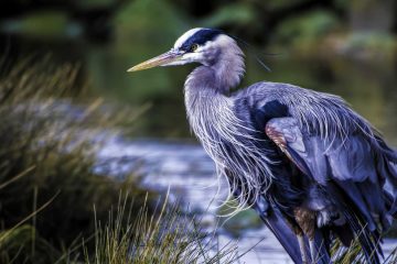 Blue Heron, a poem by Charlie Bottle at Spillwords.com