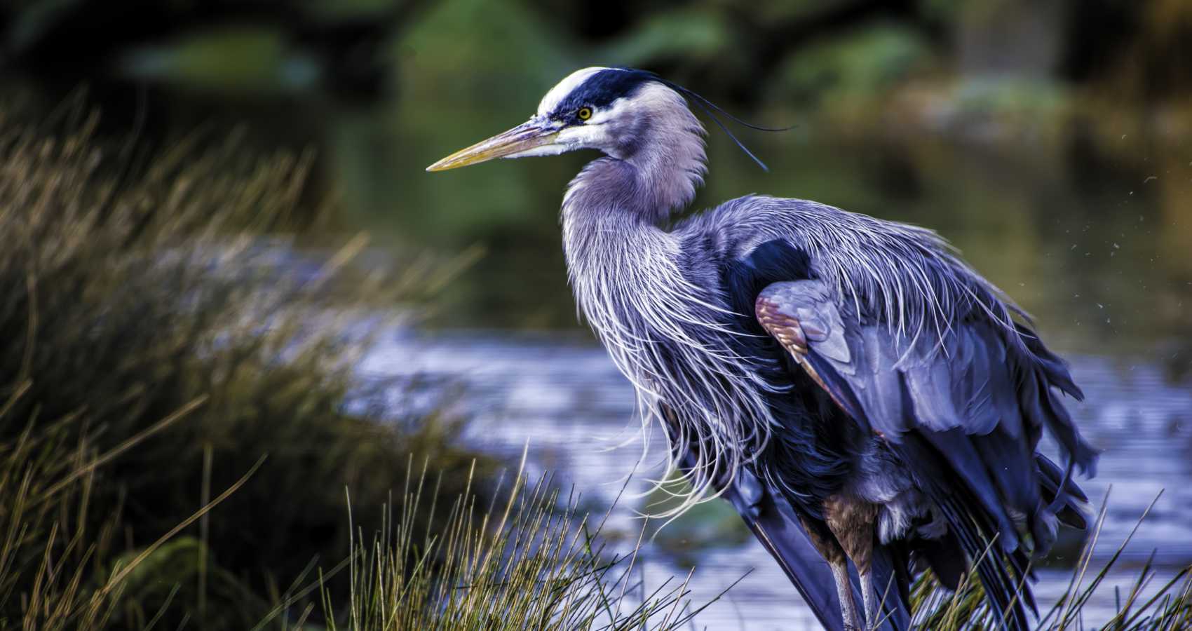 Blue Heron, a poem by Charlie Bottle at Spillwords.com