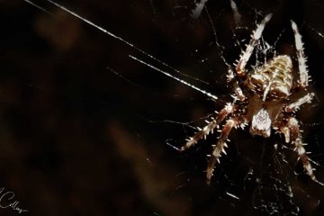 Broken Night, flash fiction by Beverly M. Collins at Spillwords.com