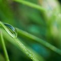 Dew, poetry by Dr. K. K. Matthew at Spillwords.com