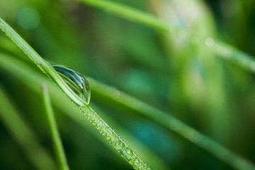 Dew, poetry by Dr. K. K. Matthew at Spillwords.com