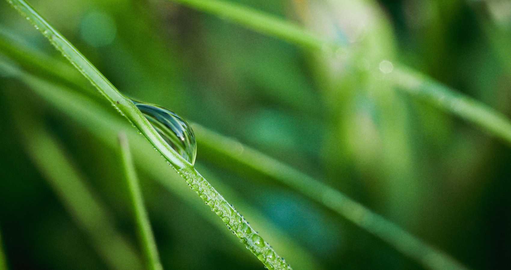 Dew, poetry by Dr. K. K. Matthew at Spillwords.com