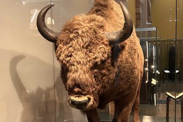 Extinction Simulator, flash fiction by Nathaniel Hort-Ly at Spillwords.com