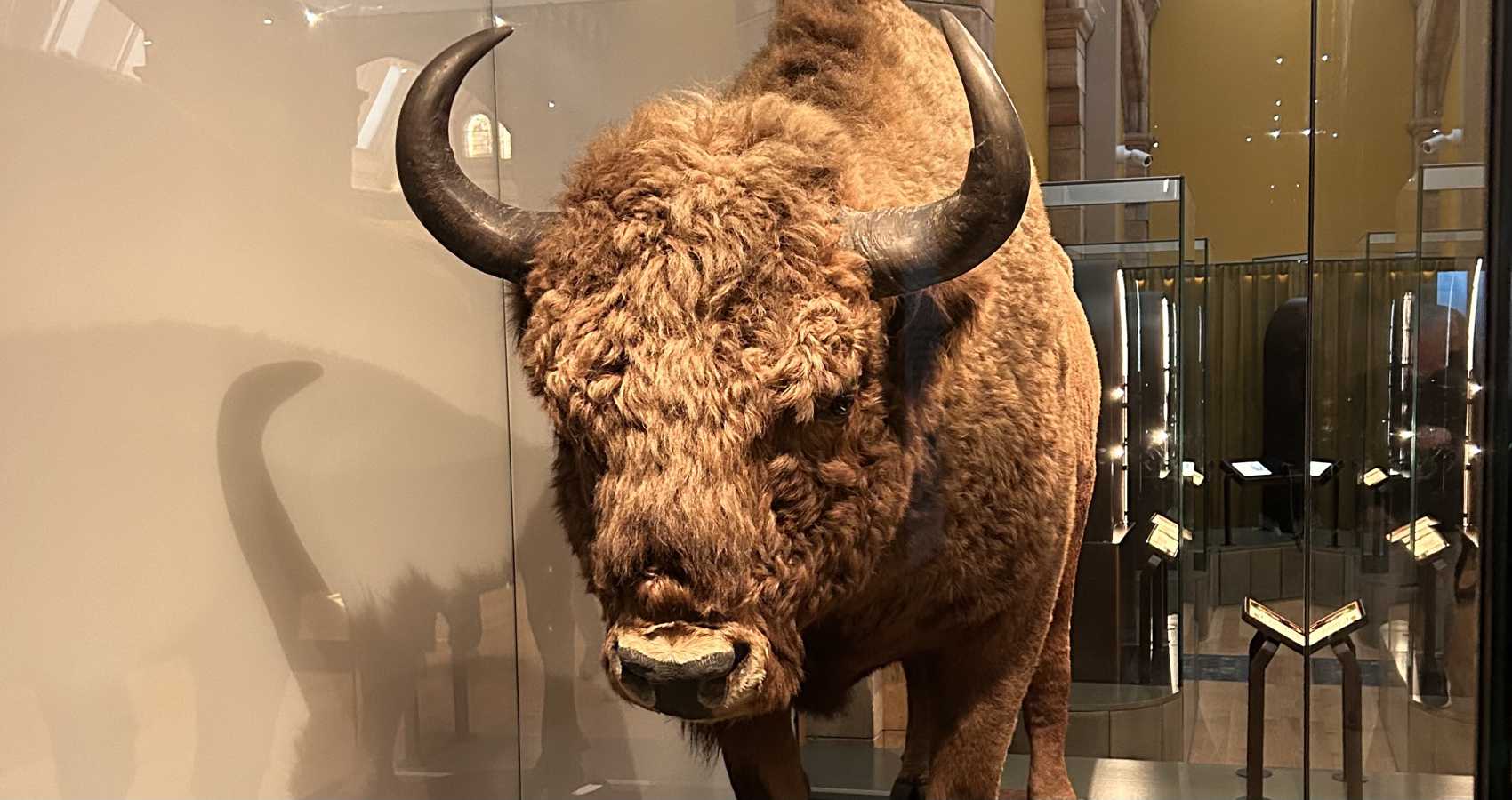 Extinction Simulator, flash fiction by Nathaniel Hort-Ly at Spillwords.com