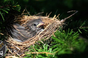 From the Nest, a poem by Johnch at Spillwords.com