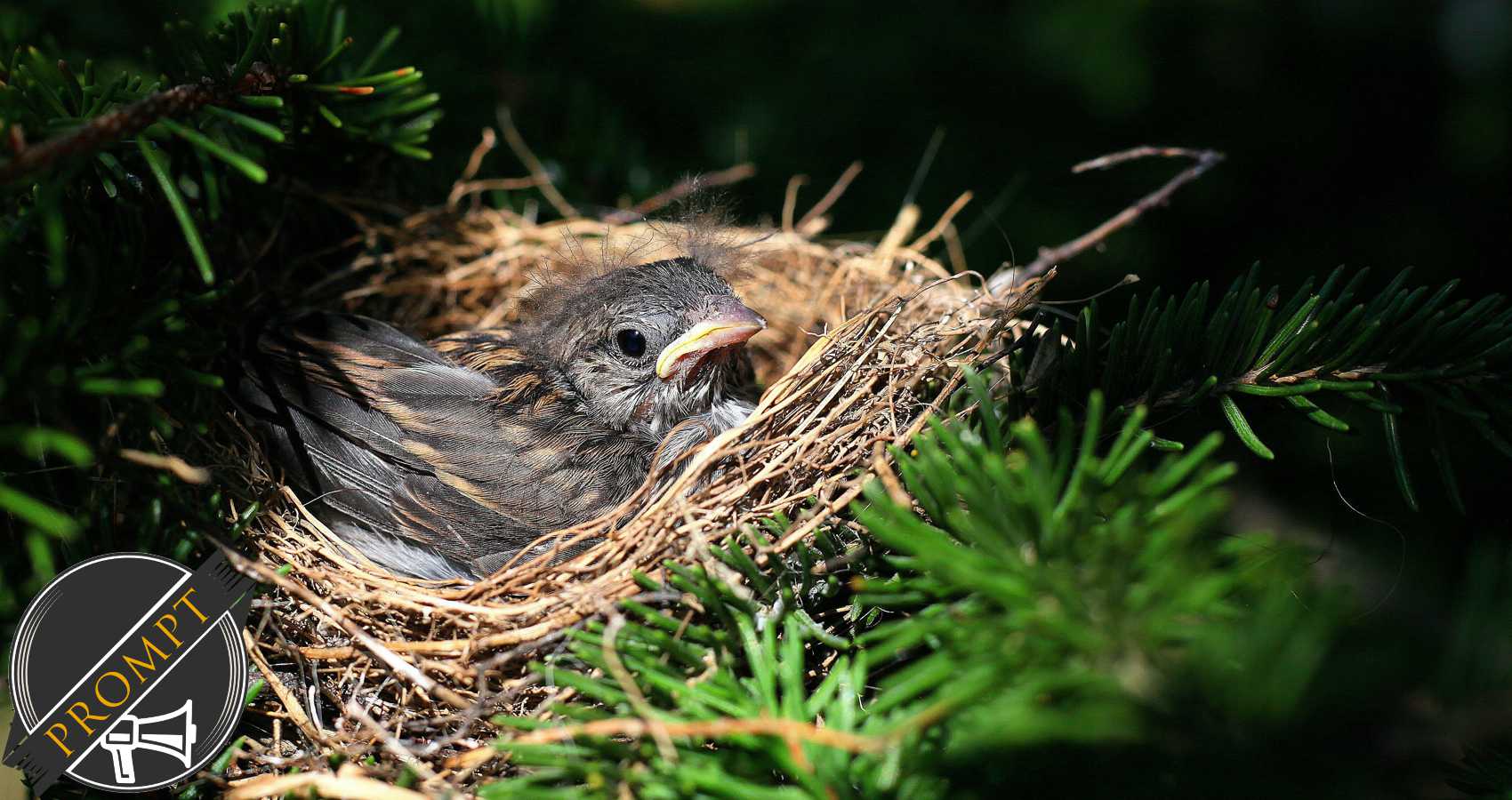 From the Nest, a poem by Johnch at Spillwords.com