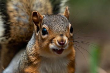 Fuzzy Beware, a poem by Jackie Shaffer at Spillwords.com