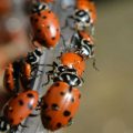 Ladybugs, a poem by Timothy A. Agnew at Spillwords.com