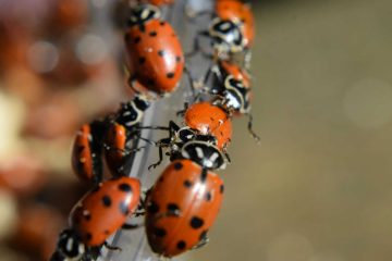 Ladybugs, a poem by Timothy A. Agnew at Spillwords.com