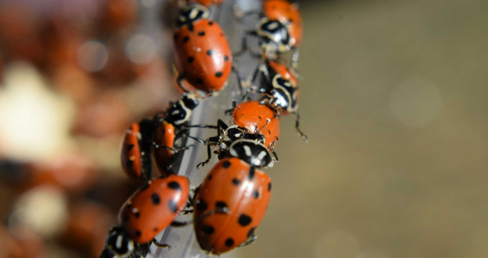 Ladybugs, a poem by Timothy A. Agnew at Spillwords.com